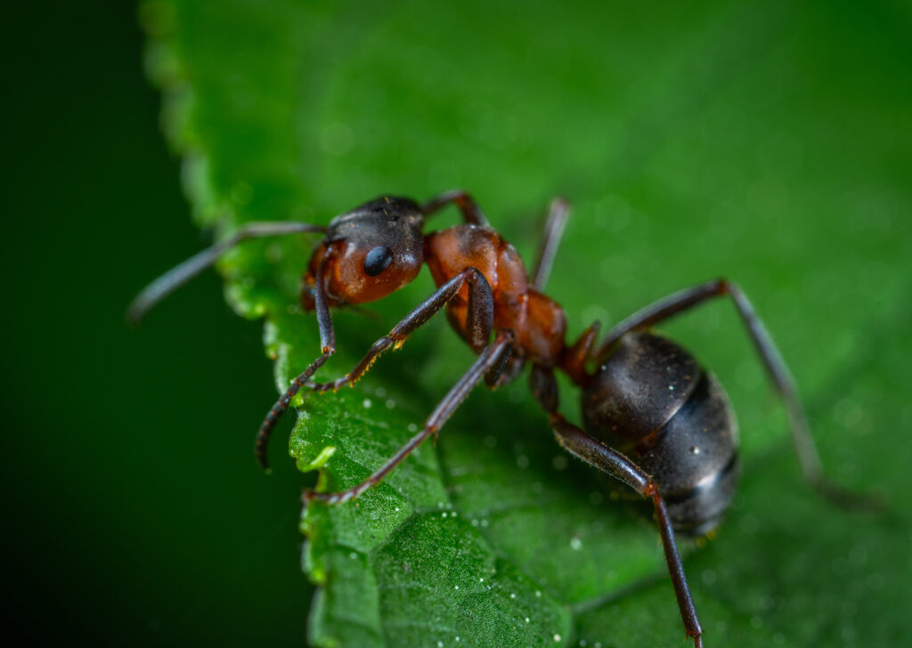 Foto: Egor Kamelev/Pexels